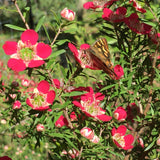 Australian Tea Tree -Leptospermum scoparium Natural Wood - Australian Native with butterfly